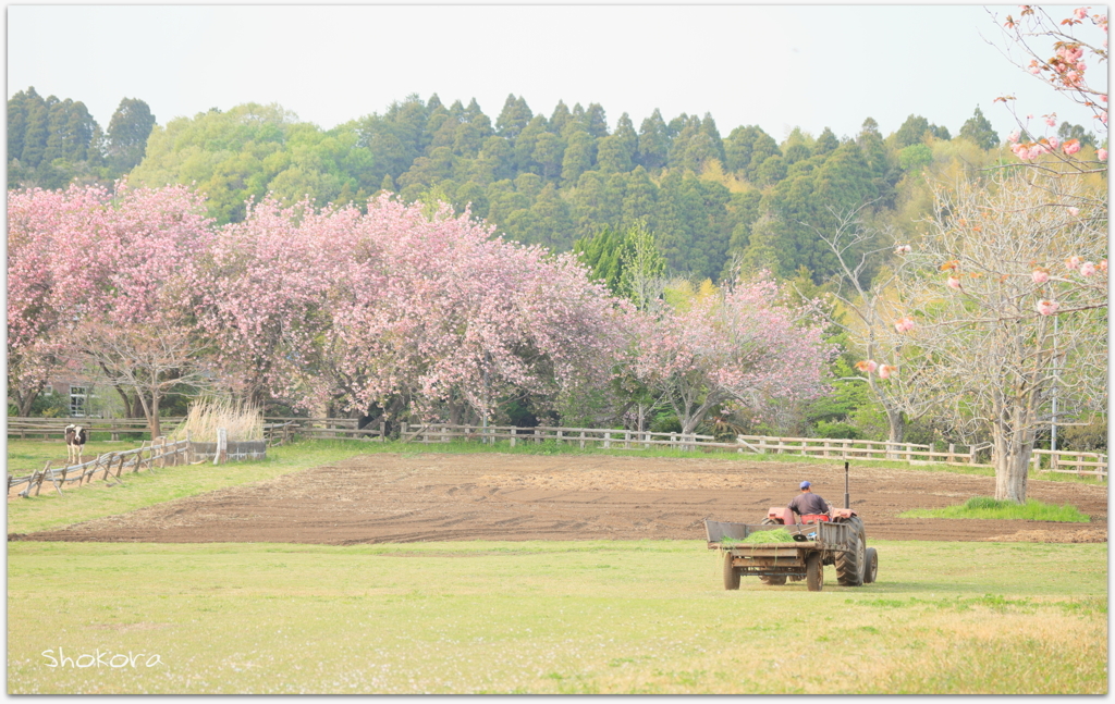 桜咲く牧場