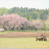 桜咲く牧場