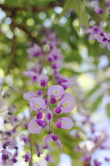 藤花