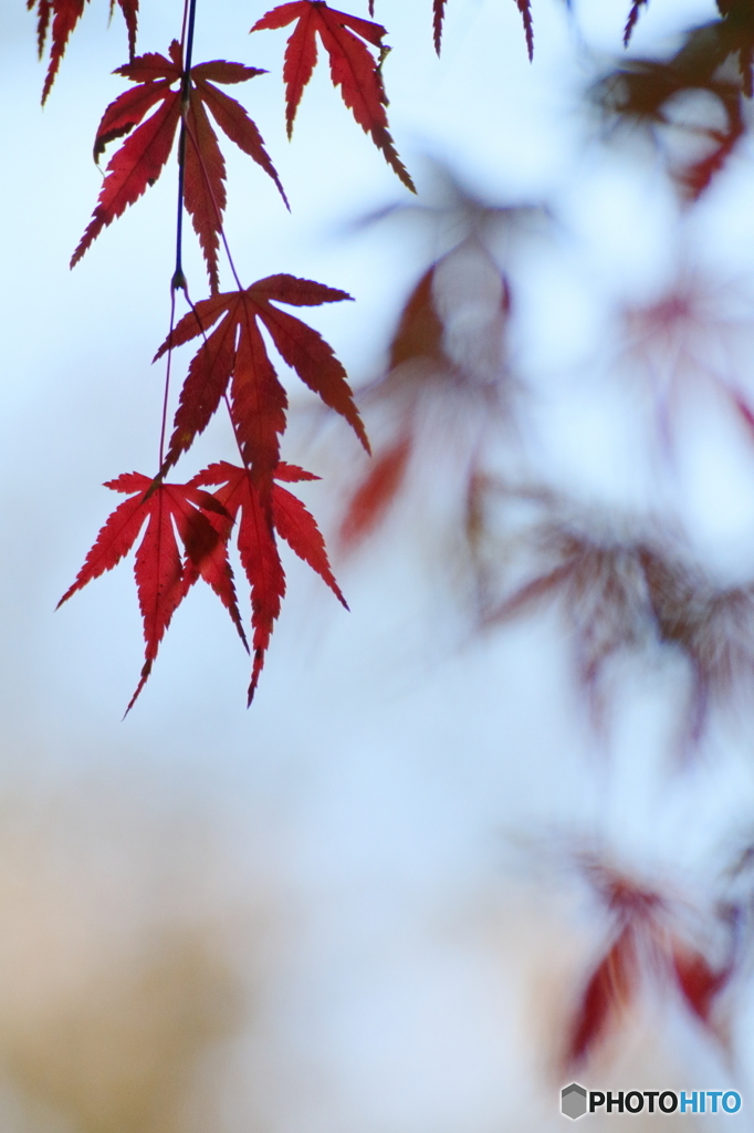 枝垂れ紅