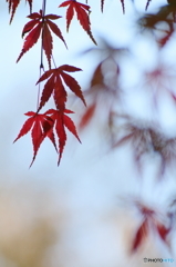 枝垂れ紅