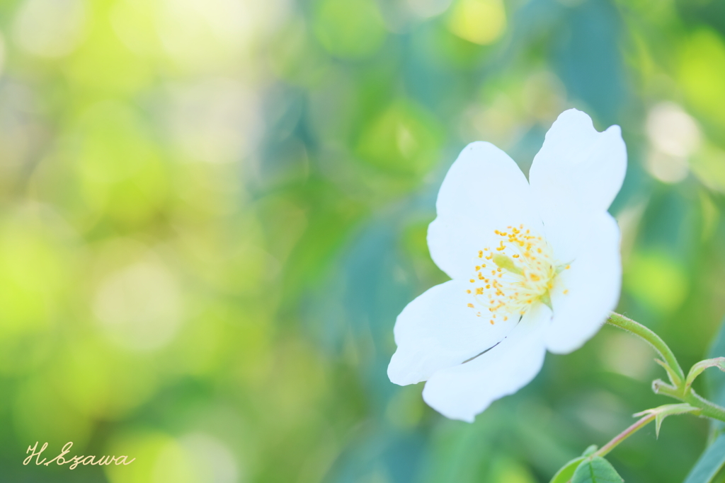 in the rose garden10