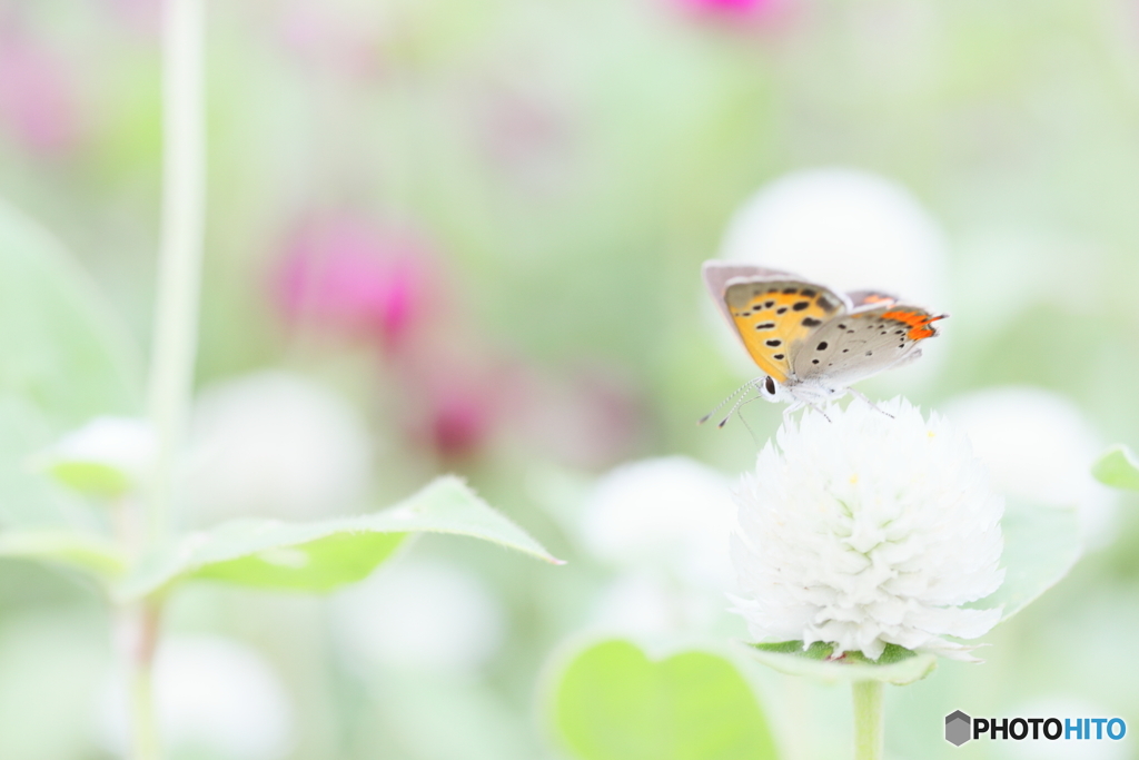 ベニと花園