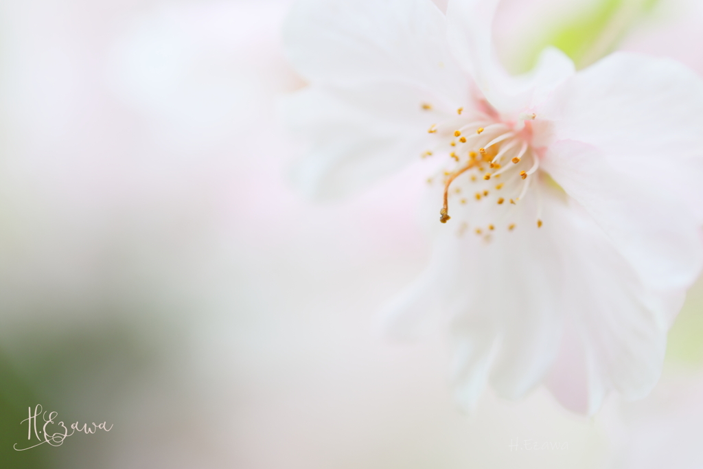 桜ふわり