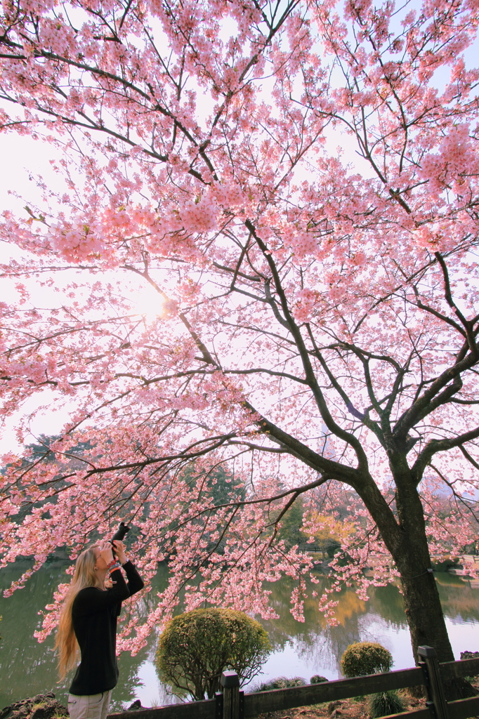 Beautiful SAKURA!