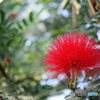 Red in the forest