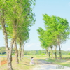 初夏色の並木