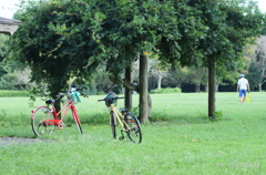 Bike in the park