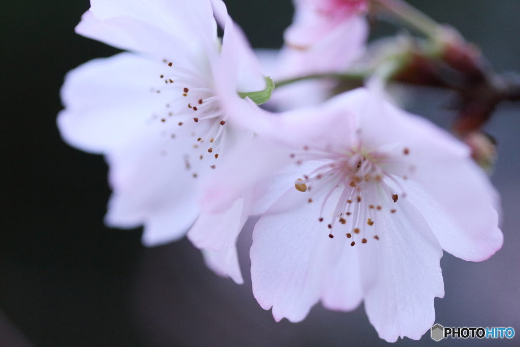 晩秋桜