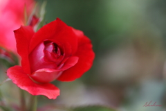 Red rose