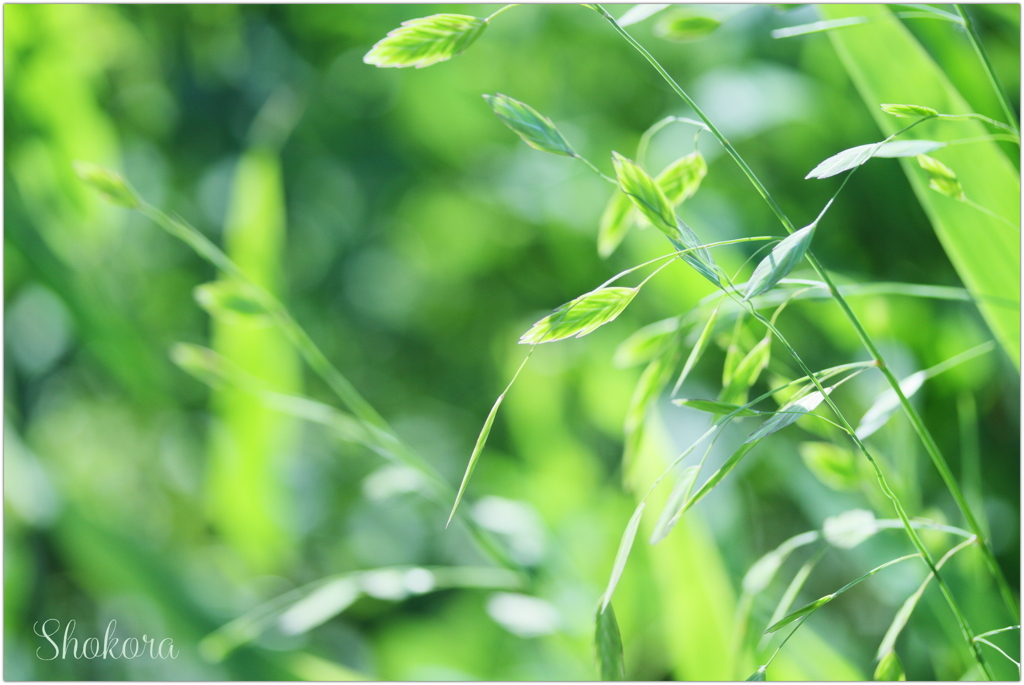 Summer wind