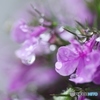 雨のロベリア