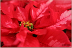 poinsettia