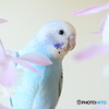 あたらしい家族Ⅲ