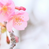 開花