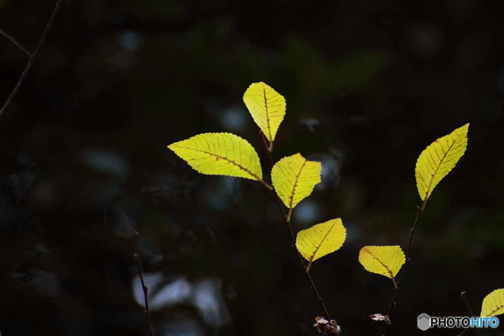 Winter yellow