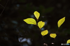 Winter yellow