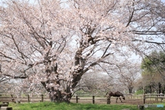 牧場の山桜Ⅱ