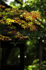 木漏れ日もみじ