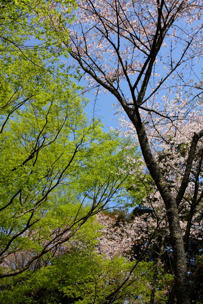 新緑と桜