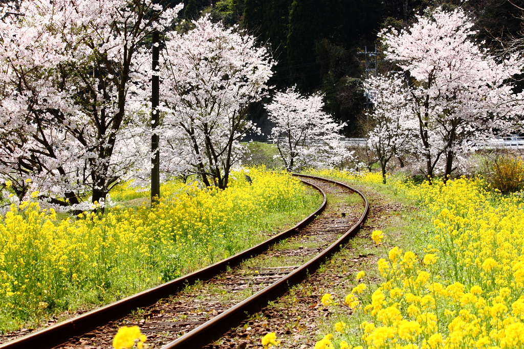 線路のある風景～春の協演～