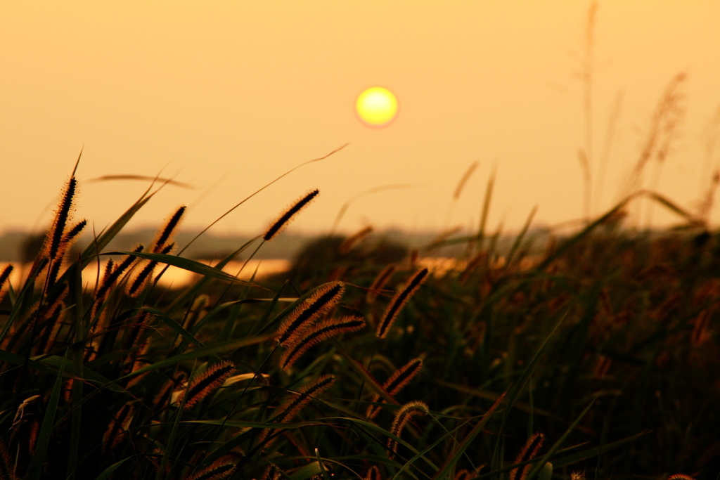 秋の夕日