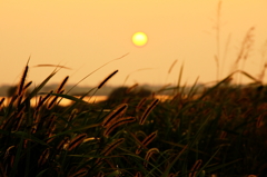 秋の夕日