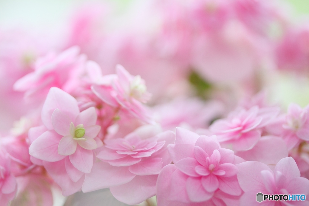 Cute hydrangea2