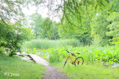 池と自転車