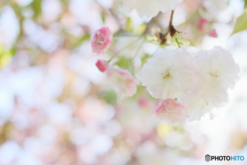 ふわっと八重桜