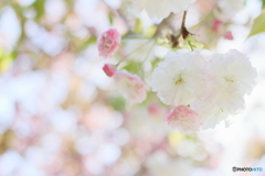 ふわっと八重桜