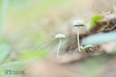 cute mushrooms