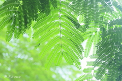 June Green