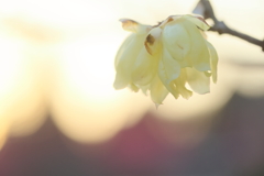 ソシンロウバイ