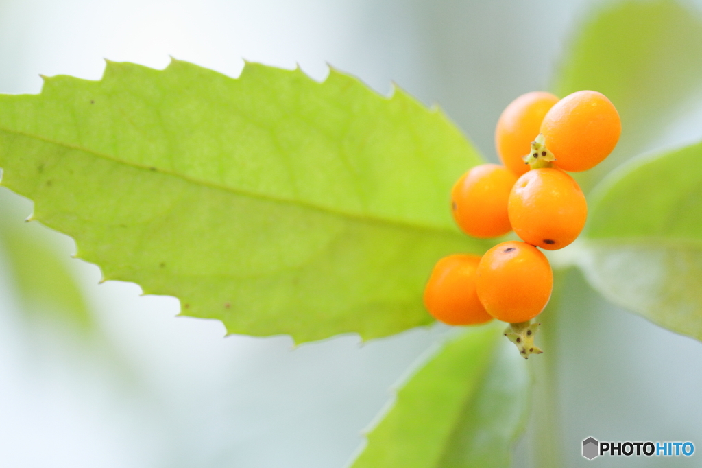 Cute orange senryo