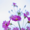 冬の桜色