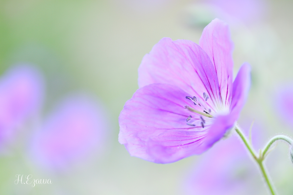 Purple dream