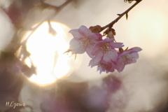 河津桜