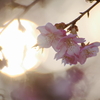 河津桜