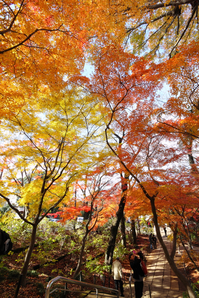 参道の彩