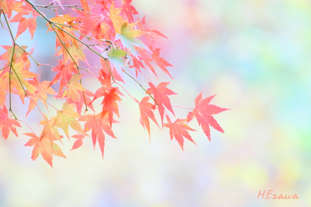 momiji4
