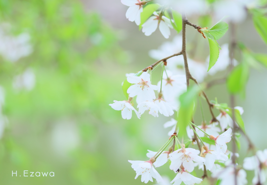 枝垂れ桜