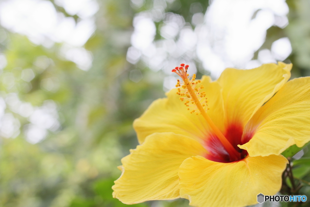 Tropical forest