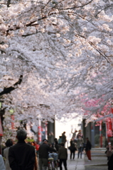 参道の桜