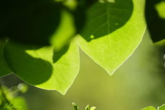 雲南百薬の葉