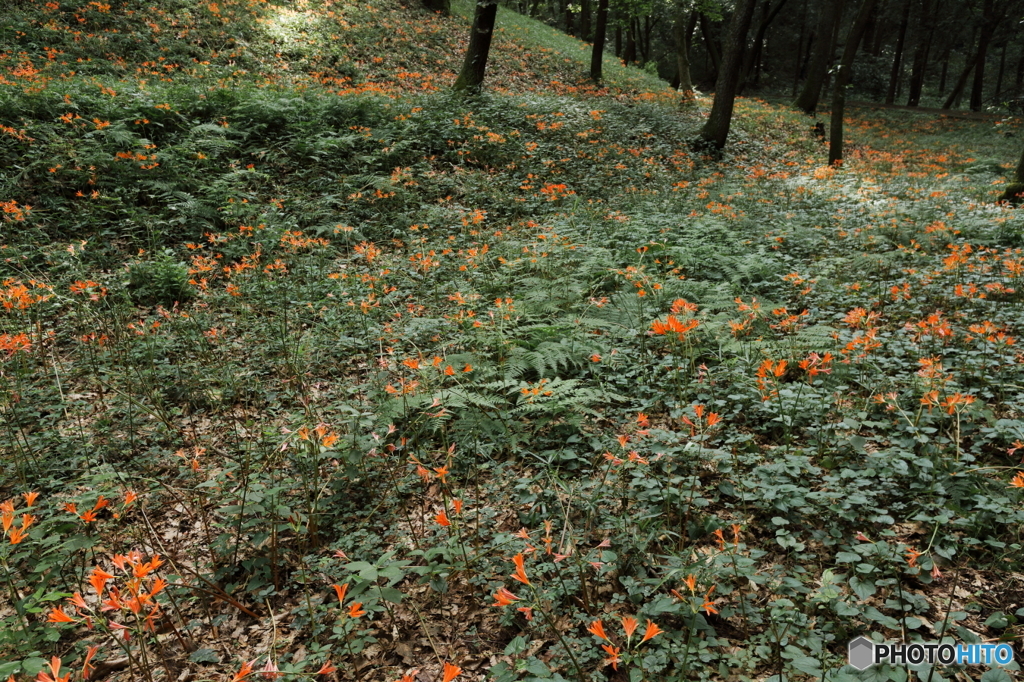 森の中のオレンジ