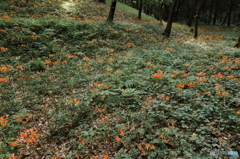 森の中のオレンジ