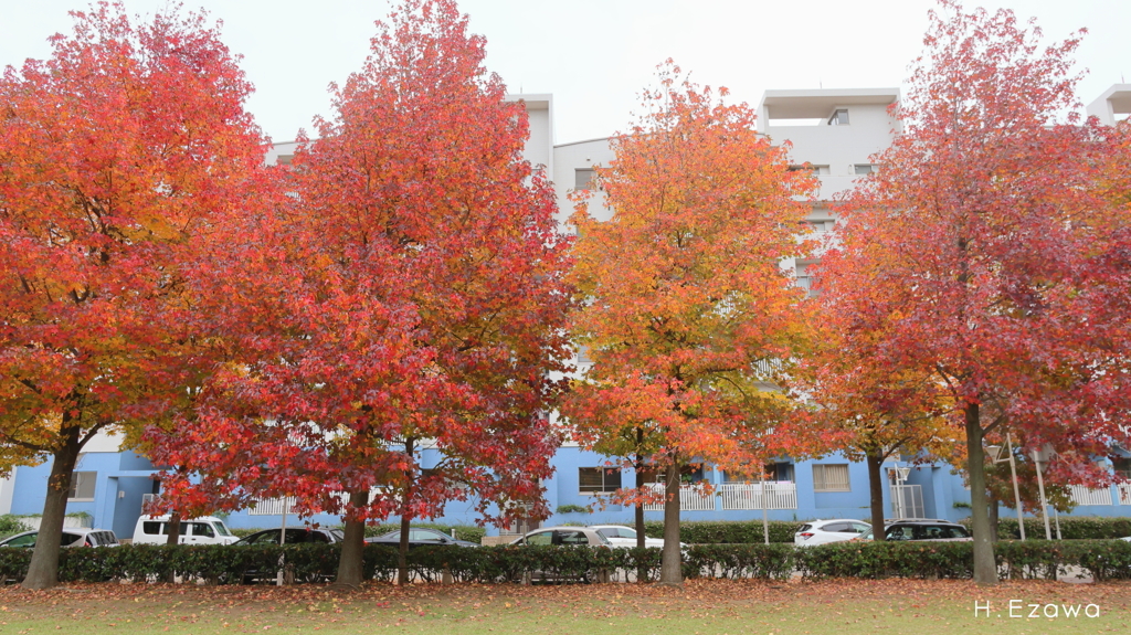 公園のモミジバフウ2