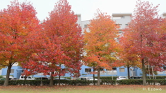 公園のモミジバフウ2
