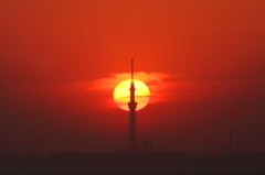 スカイツリーと夕日